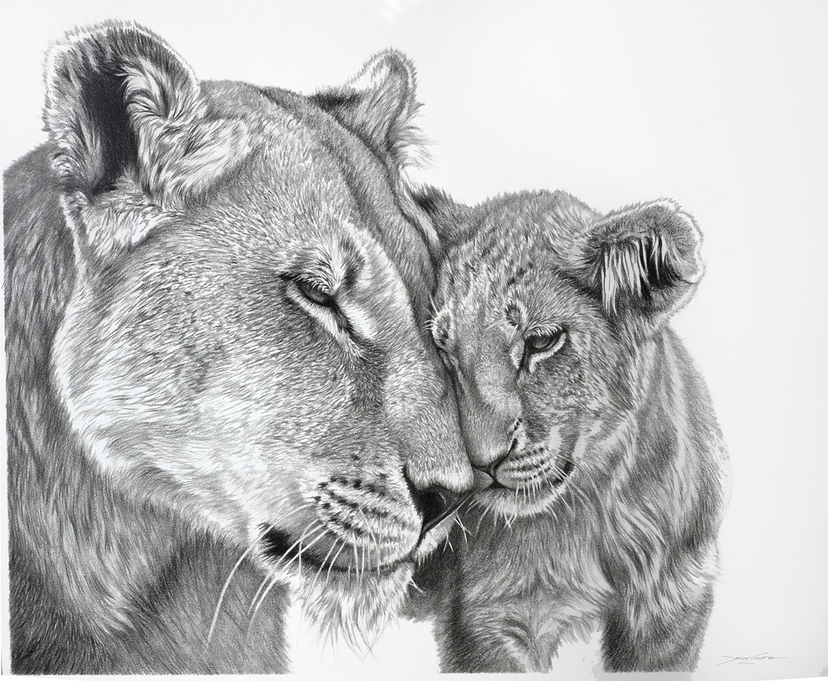 Lioness