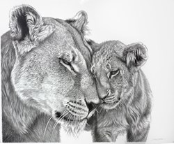 Lioness by Darryn Eggleton - Original Drawing on Mounted Paper sized 14x17 inches. Available from Whitewall Galleries