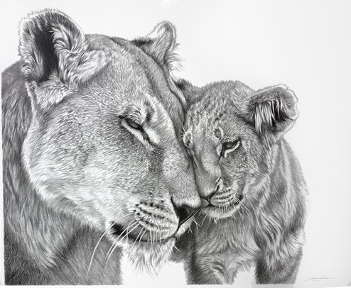 Lioness by Darryn Eggleton - Original Drawing on Mounted Paper